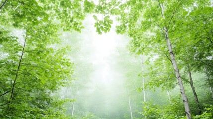 Obraz premium Forest Canopy Lush Greenery Soft Light High-Resolution Upward Wide Shot Vibrant Leaves Peaceful Scene Natures Serenity Misty Atmosphere Bright Green Calming Ideal for Eco-Tourism Ads