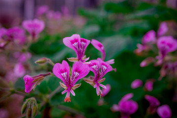 Obraz premium Spring flowers on natural background