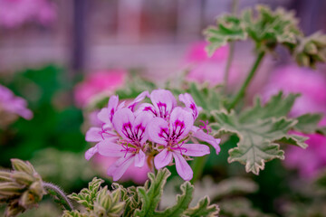 Spring flowers on natural background