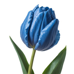 Blue tulip , isolated on transparent background, png