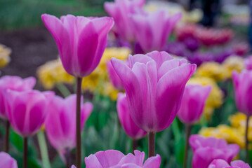 Obraz premium Spring flowers on natural background