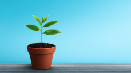 Fototapeta premium A small green plant seedling growing in a brown clay pot on a gray wooden surface against a light blue background symbolizes new beginnings and growth stages.