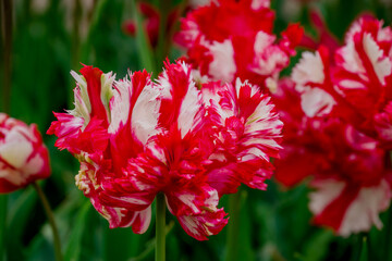 Spring flowers on natural background