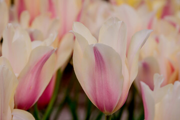 Fototapeta premium Spring flowers on natural background