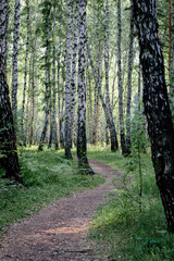 Obraz premium path in the woods