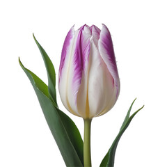 Fototapeta premium Lilac tulip , isolated on transparent background, png