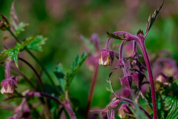 Beautiful spring flowers growing in garden