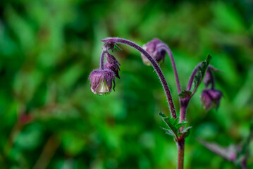 Beautiful spring flowers growing in garden