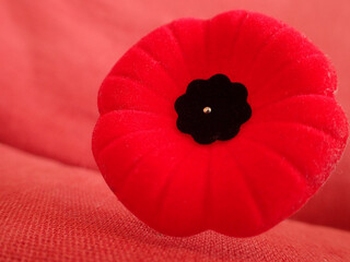 Le coquelicot pour le Jour Du Souvenir de La Première Guerre Mondiale	