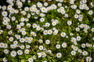 tausend Tausendschön © Thorsten