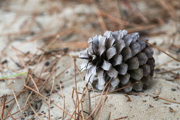 A pine cone is laying on the ground in a field