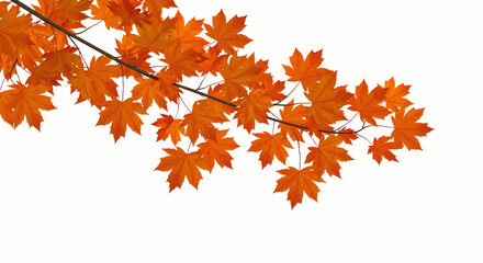 Many maple leaves in varying shades of orange with some red touches. On a transparent white background, convertible to vectors.