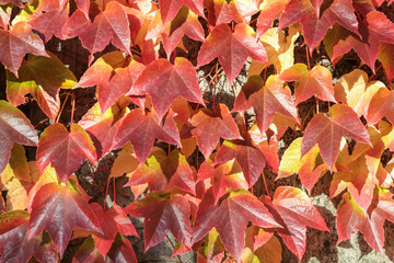 A close up of red leaves on a tree