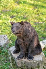 A brown bear is sitting on a rock in a grassy area