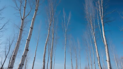 Fototapeta premium Beautiful birch trees without leaves under the clear daytime sky