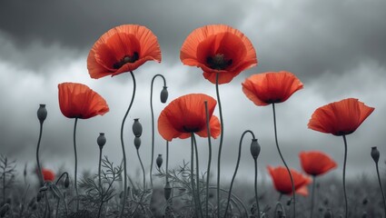 Beautiful red poppies with a vibrant backdrop