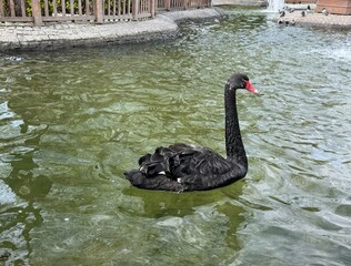 Fototapeta premium A black swans in a city pond. Enigmatic black swan (Cygnus atratus) graces. Fascinating sight of exotic black swans. A black swans bird swimming in the water pond, fantasy dream, copy space. 