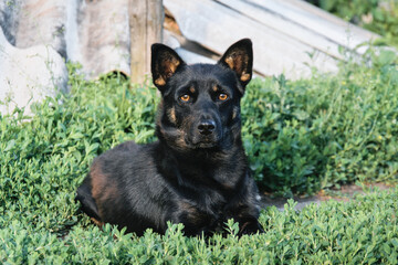 black german shepherd dog