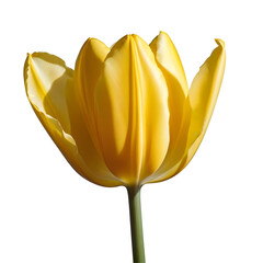 Yellow tulip , isolated on transparent background, png