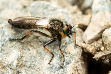 Stizolestes 