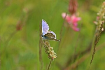 Hauhechel-Bläuling (Polyommatus icarus).