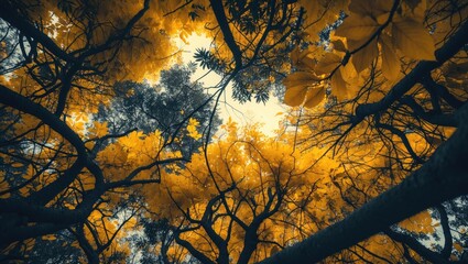 Upward view of lush tree branches and leaves forming a canopy pattern in a rainforest setting