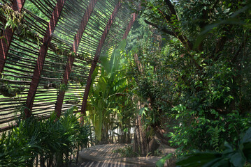 Naklejka premium bamboo garden.