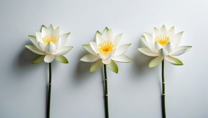 Obraz premium Pure white lotus flowers featuring long stems against a plain backdrop