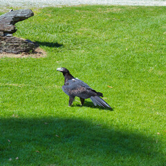 Wedge-tailed Eagle, Healesville Sanctuary, Australia