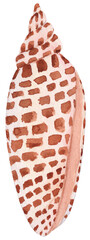 Realistic watercolor illustration of the Junonia shell, with its unique pattern and striking appearance. Ideal for coastal-themed designs, beach decor, and marine-inspired products.