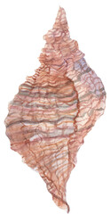 A realistic watercolor illustration of an Apple Murex shell, ideal for coastal decor, marine-themed designs, or ocean-inspired art projects.