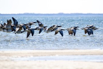 Flock of barnacle goose, Branta leucopsis flying low above the sea surface © Kersti Lindström