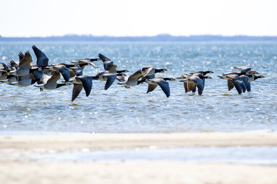 Flock of barnacle goose, Branta leucopsis flying low above the sea surface