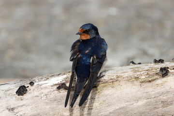 A newly arrived Swallow, Hirundo rustica, resting on a log on the bank of a reservoir in springtime.