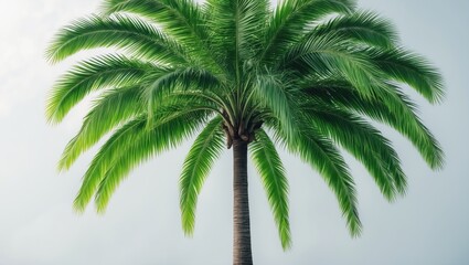 Obraz premium Tropical coconut tree and bush on a white background with clipping path