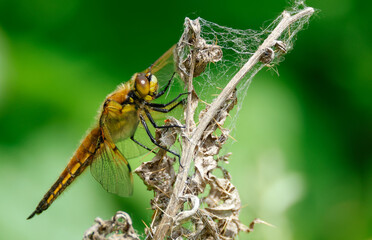 A newly emerged Four-spotted Chaser, Libellula quadrimaculata, resting on a plant.