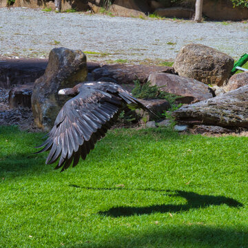Wedge-tailed Eagle, Healesville Sanctuary, Australia