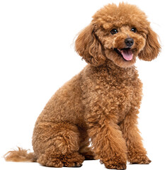 Adorable Poodle Smiling