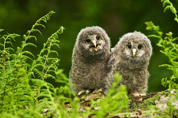 Ural owl Strix uralensis bird young northern long-eared owl feather dusty fluff wild nature lesser horned cat, beautiful animal, lovely animal, bird watching ornithology, fauna wildlife sweet Europe