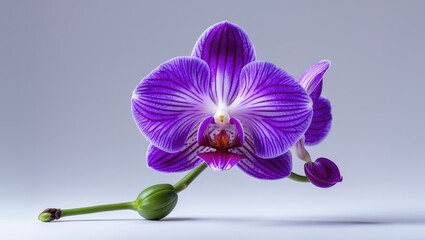 Obraz premium Isolated Violet Orchid Bud against plain background