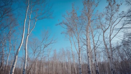 Fototapeta premium Seasonal Winter Landscape Featuring Birch Trees, Blue Sky, and Bare Branches for Artistic and Educational Projects