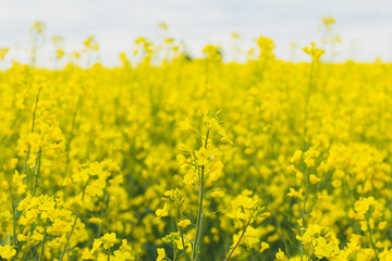 The rapeseed field is in full bloom, painting the landscape yellow. Republic in Belarus, Brest region