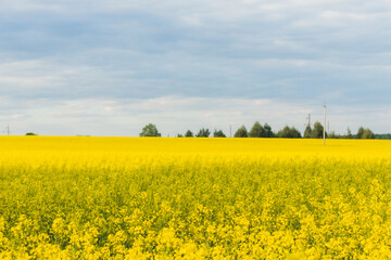 The rapeseed field is in full bloom, painting the landscape yellow. Republic in Belarus, Brest region