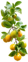 Fresh Lemon Tree Branch With Shiny Fruits  isolated on a transparent background