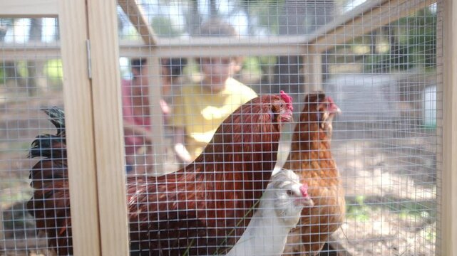 Children watching chickens inside rustic wooden coop, learning about poultry farming. Young siblings exploring backyard barnyard environment, connecting with free-range farm animals