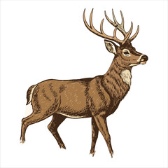 Buck Deer Vector.