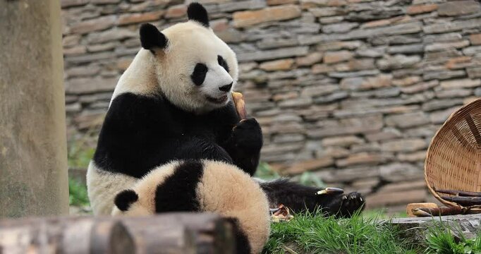 Giant panda in the zoo