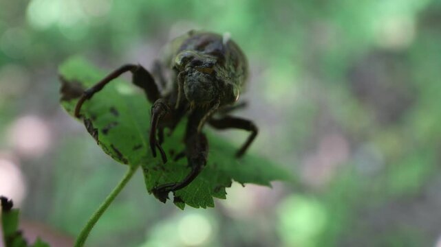 Shell of cicada larva resembles monster. Goddess Eos transformed aged disgusting husband Tithonus (Greek mythology). Mountain cicada (Cicadetta montana). Sikhote Alin, Far eastern population