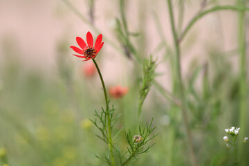 Adonis flammea in the countryside. Red-flowered wild plant.