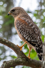 Close up of Red-shouldered Hawk sitting in tree